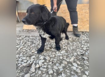 FIFI ca. 5 J. kleiner Dackelmix-Dickkopf sucht seine Menschen