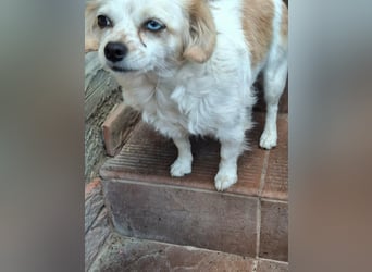 Kinga – kleine Dackel-Spaniel-Mix-Hündin sucht ein liebevolles Zuhause
