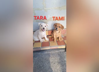 Tara und Tami - Zwei Schwestern, geteiltes Herz, doppeltes Glück