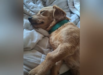 Kody – kleiner Charmeur sucht liebevolles Zuhause