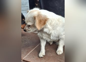 Kinga – kleine Dackel-Spaniel-Mix-Hündin sucht ein liebevolles Zuhause