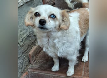 Kinga – kleine Dackel-Spaniel-Mix-Hündin sucht ein liebevolles Zuhause