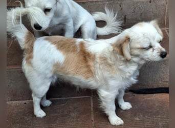 Kinga – kleine Dackel-Spaniel-Mix-Hündin sucht ein liebevolles Zuhause