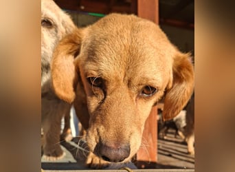 Kody – kleiner Charmeur sucht liebevolles Zuhause