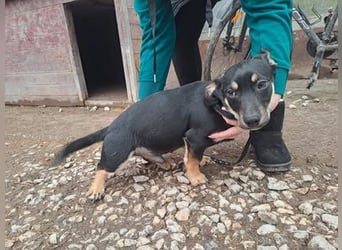 ZORAN ca. 6 mon. lebenslustiger Mischlingsjunge