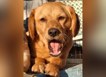 Kody – kleiner Charmeur sucht liebevolles Zuhause
