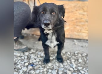 FIFI ca. 5 J. kleiner Dackelmix-Dickkopf sucht seine Menschen