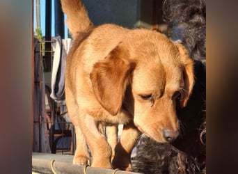 Kody – kleiner Charmeur sucht liebevolles Zuhause