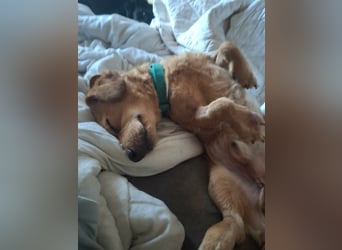 Kody – kleiner Charmeur sucht liebevolles Zuhause