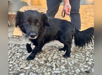 FIFI ca. 5 J. kleiner Dackelmix-Dickkopf sucht seine Menschen