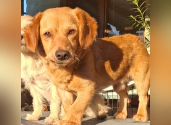 Kody – kleiner Charmeur sucht liebevolles Zuhause