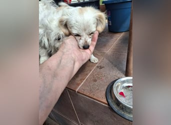 Kinga – kleine Dackel-Spaniel-Mix-Hündin sucht ein liebevolles Zuhause
