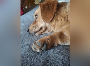 Kody – kleiner Charmeur sucht liebevolles Zuhause