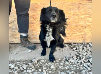 FIFI ca. 5 J. kleiner Dackelmix-Dickkopf sucht seine Menschen