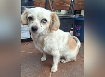 Kinga – kleine Dackel-Spaniel-Mix-Hündin sucht ein liebevolles Zuhause