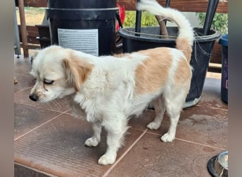 Kinga – kleine Dackel-Spaniel-Mix-Hündin sucht ein liebevolles Zuhause