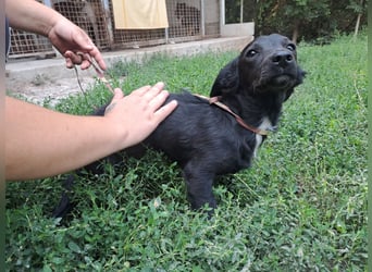 BRIGET ca. 1 J. schüchterne Dackelmix-Mädchen sucht Liebe
