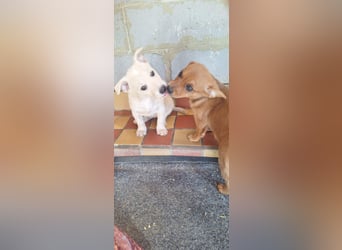Tara und Tami - Zwei Schwestern, geteiltes Herz, doppeltes Glück