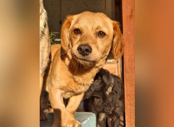 Kody – kleiner Charmeur sucht liebevolles Zuhause