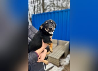 ZORAN ca. 6 mon. lebenslustiger Mischlingsjunge