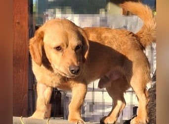Kody – kleiner Charmeur sucht liebevolles Zuhause