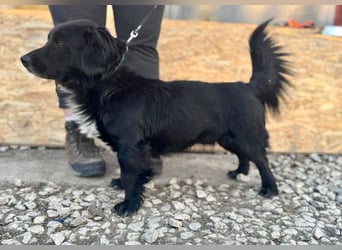 FIFI ca. 5 J. kleiner Dackelmix-Dickkopf sucht seine Menschen