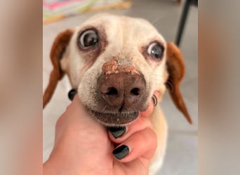 Mosu - Senior sucht sein Happy End!