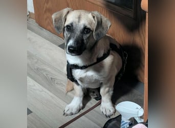 Falbella - Wackel Dackel sucht Zuhause!