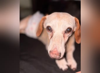 Mosu - Senior sucht sein Happy End!