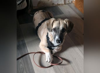 Falbella - Wackel Dackel sucht Zuhause!