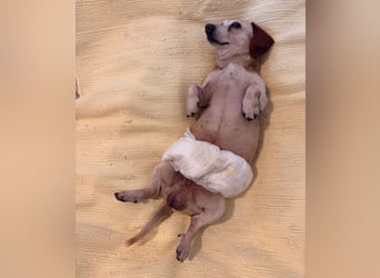 Mosu - Senior sucht sein Happy End!