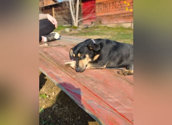 Azuro - unkompliziert -Dackelmischling