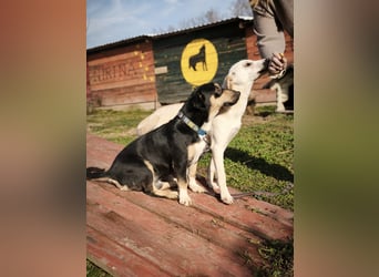 Azuro - unkompliziert -Dackelmischling