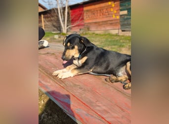 Azuro - unkompliziert -Dackelmischling