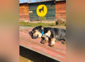 Azuro - unkompliziert -Dackelmischling