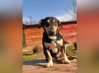 Azuro - unkompliziert -Dackelmischling