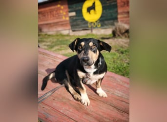 Azuro - unkompliziert -Dackelmischling