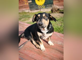 Azuro - unkompliziert -Dackelmischling