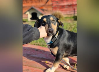 Azuro - unkompliziert -Dackelmischling