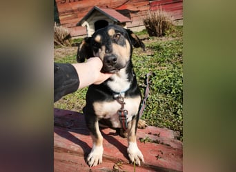 Azuro - unkompliziert -Dackelmischling