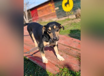 Azuro - unkompliziert -Dackelmischling