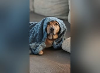Rüde Tobi – Langschläfer, Schnüffelnase, Einzelgänger mit Herz
