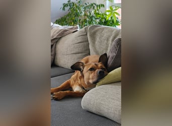 Rüde Tobi – Langschläfer, Schnüffelnase, Einzelgänger mit Herz