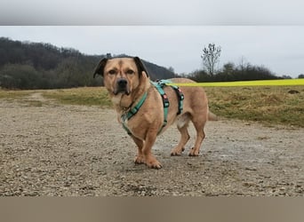 Rüde Tobi – Langschläfer, Schnüffelnase, Einzelgänger mit Herz