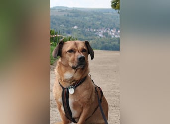 Rüde Tobi – Langschläfer, Schnüffelnase, Einzelgänger mit Herz