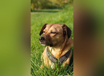 Rüde Tobi – Langschläfer, Schnüffelnase, Einzelgänger mit Herz