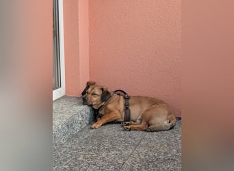 Rüde Tobi – Langschläfer, Schnüffelnase, Einzelgänger mit Herz