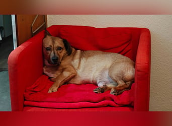 Rüde Tobi – Langschläfer, Schnüffelnase, Einzelgänger mit Herz