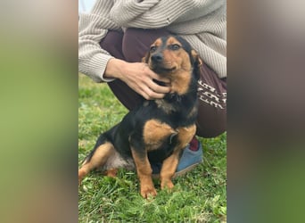 Tilly ❤️ bezaubernde junge Dackel-Hündin