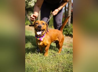 PIPPILOTTA❤️ verschmustes, fröhliches Dackel-Mix-Mädel